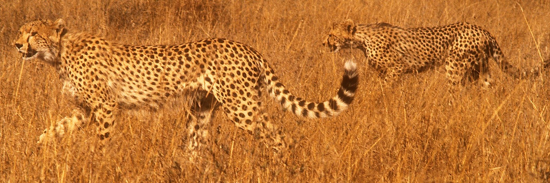 Ostafrika